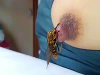 Beastiality taboo of insect sucking on nipple
